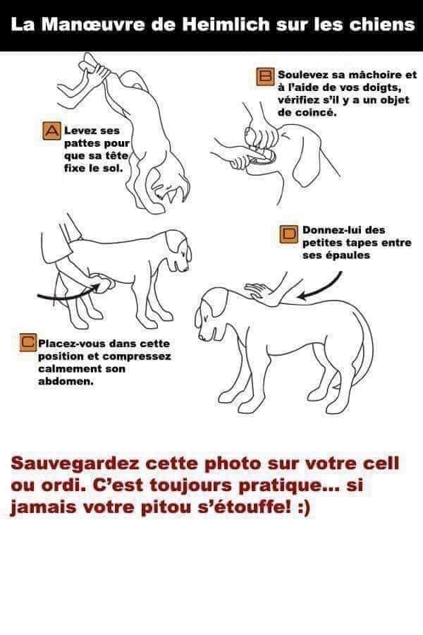 La Manoeuvre de Heimlich sur les chiens